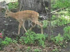 Лесничий из Краснознаменска спас косулёнка, который два дня прятался во дворе