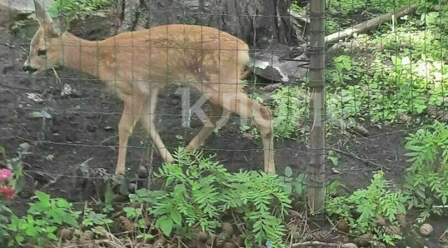 Лесничий из Краснознаменска спас косулёнка, который два дня прятался во дворе