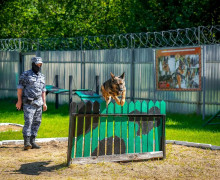Бельгийская овчарка Бумер из Калининграда стала лучшей на Северо-Западе среди патрульно-розыскных собак