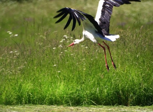 Осень приближается: перелётные птицы покидают Калининградскую область