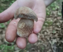 В Гвардейском районе начался сезон деликатесных грибов с анисовым ароматом