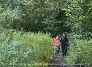 В Зеленоградском районе спасатели вывели из леса двух женщин с детьми