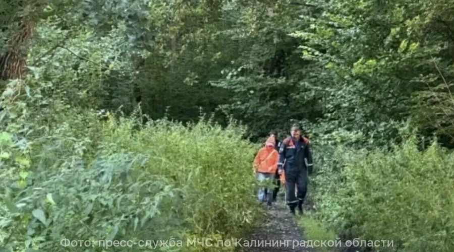 В Зеленоградском районе спасатели вывели из леса двух женщин с детьми