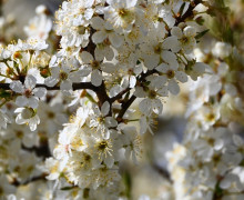 Алыча зацвела на улицах Калининграда