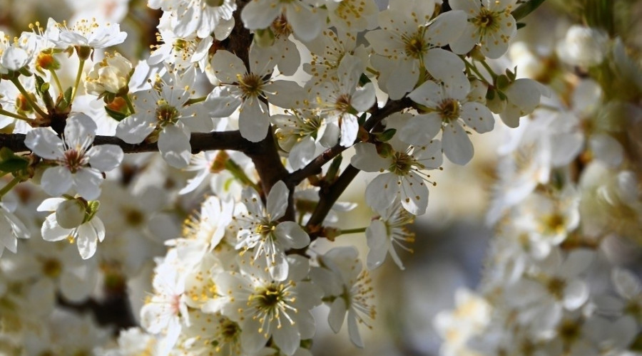 Алыча зацвела на улицах Калининграда