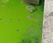 Цианотоксины в Верхнем озере: почему цветение воды в Калининграде опасно и как это связано с очисткой