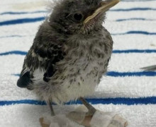 Молодую сойку с переломами пальцев вылечили в ветеринарной клинике