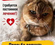 В Калининграде ищут дом для кошки, пострадавшей от жестокого обращения