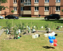 Выпускники-медалисты высадили 150 кустов сирени у Летнего озера в Калининграде