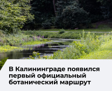 В Калининграде открыли первый ботанический маршрут «Зелёное сердце города»