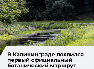 В Калининграде открыли первый ботанический маршрут «Зелёное сердце города»