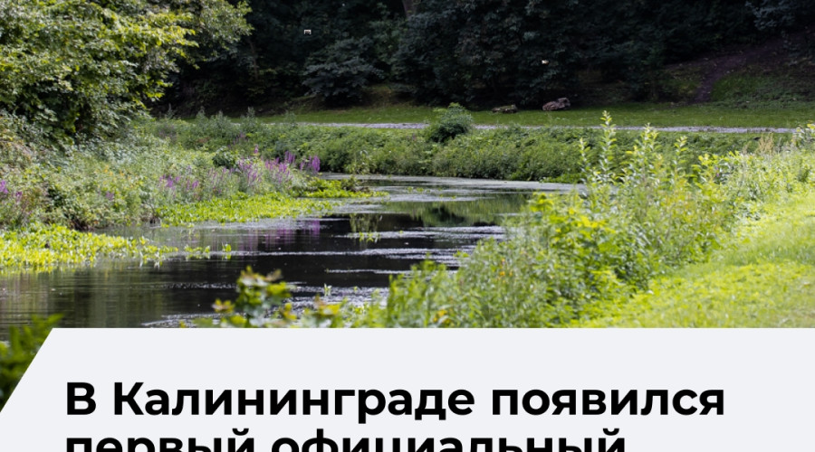 В Калининграде открыли первый ботанический маршрут «Зелёное сердце города»
