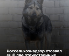 В Калининградской области приостановлено обращение ряда серий вакцин «Мультикан»