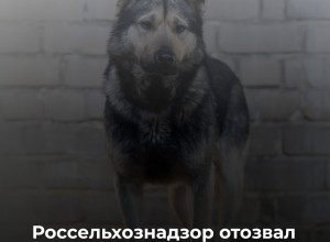 В Калининградской области приостановлено обращение ряда серий вакцин «Мультикан»
