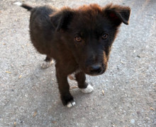 В Калининградской области ищут новых владельцев для таксы и четырёх бездомных щенков