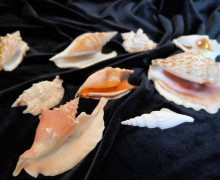 Коллекция редких раковин морских моллюсков пополнила фонды Музея Мирового океана в Калининграде