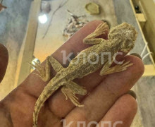 Более 50 ушастых круглоголовок поступили в калининградский центр «Дом дракона»