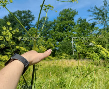 Жители Калининграда пожаловались на заросли травы у детской инфекционной больницы