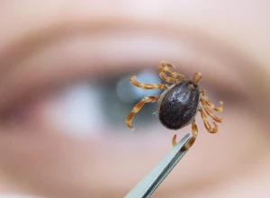 «Быстро бегают и жалят»: эксперт рассказал, стоит ли калининградцам бояться новых клещей