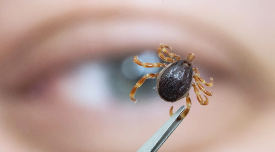 «Быстро бегают и жалят»: эксперт рассказал, стоит ли калининградцам бояться новых клещей