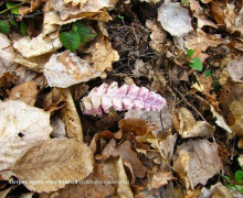 На Куршской косе обнаружен редкий подземный цветок петров крест