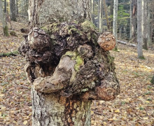 Необычные наросты на деревьях можно увидеть в Красном лесу