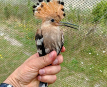 На Куршской косе участились встречи с удодами