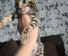 Продаются бенгальские котята и взрослые коты в Калининграде