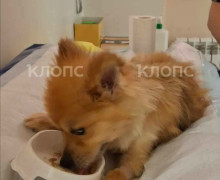 Читатели «Клопс» помогли оплатить долг за лечение шпица Тоси после неудачного кесарева