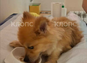 Читатели «Клопс» помогли оплатить долг за лечение шпица Тоси после неудачного кесарева