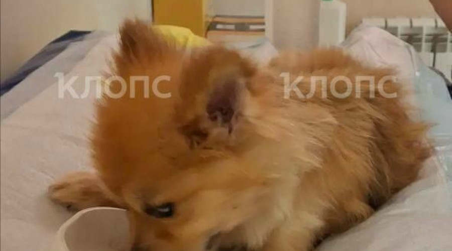 Читатели «Клопс» помогли оплатить долг за лечение шпица Тоси после неудачного кесарева