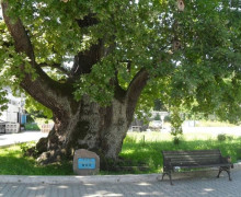 В Ладушкине состоится праздник в честь открытия доступа к 900-летнему дубу