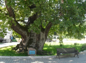 В Ладушкине состоится праздник в честь открытия доступа к 900-летнему дубу