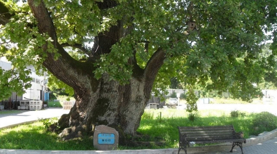В Ладушкине состоится праздник в честь открытия доступа к 900-летнему дубу