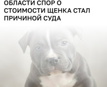 Москвичка требует взыскать долг за щенка американского булли через суд в Калининградской области