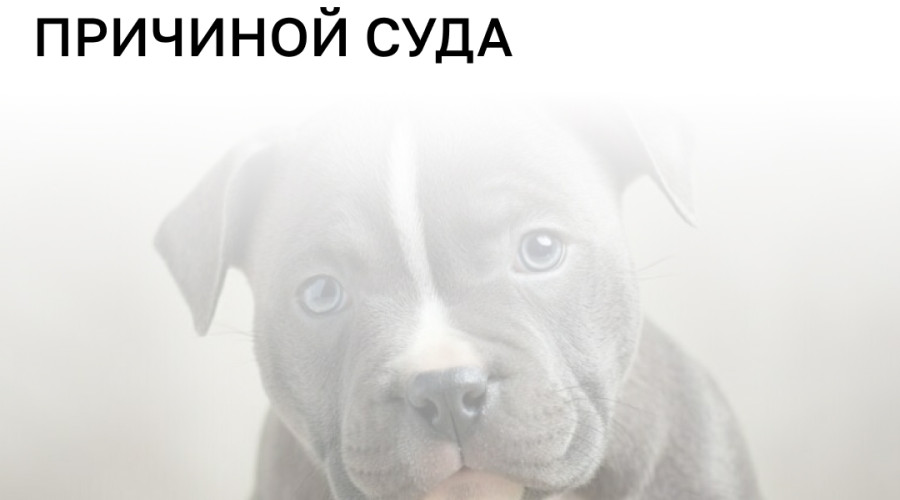 Москвичка требует взыскать долг за щенка американского булли через суд в Калининградской области