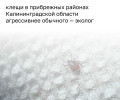 Экологи отмечают необычно высокую активность клещей в Светлогорском округе