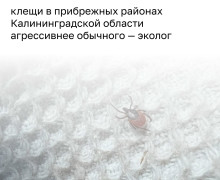 Экологи отмечают необычно высокую активность клещей в Светлогорском округе