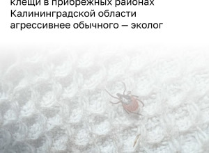 Экологи отмечают необычно высокую активность клещей в Светлогорском округе
