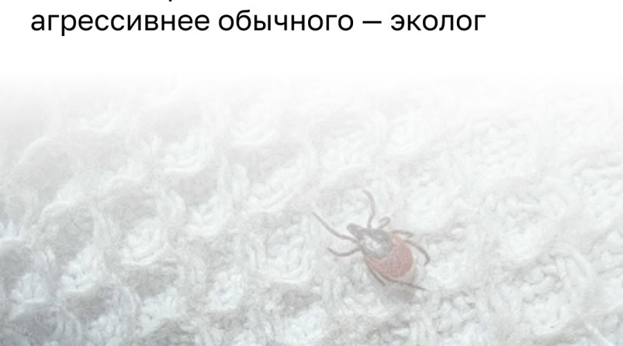 Экологи отмечают необычно высокую активность клещей в Светлогорском округе