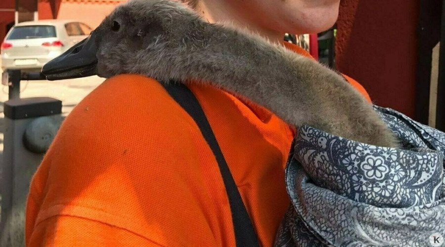 На Летнем озере в Калининграде собака без поводка напала на лебедёнка