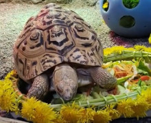 Самец леопардовой черепахи в Калининградском зоопарке пообедал венком из одуванчиков