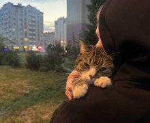 В Калининграде ищут дом для кота и помощь в поисках пропавшего питомца из Приморска