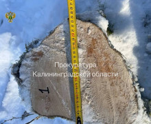 В Правдинске начнётся суд над обвиняемым в незаконной рубке дубов и грабов