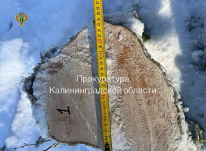 В Правдинске начнётся суд над обвиняемым в незаконной рубке дубов и грабов