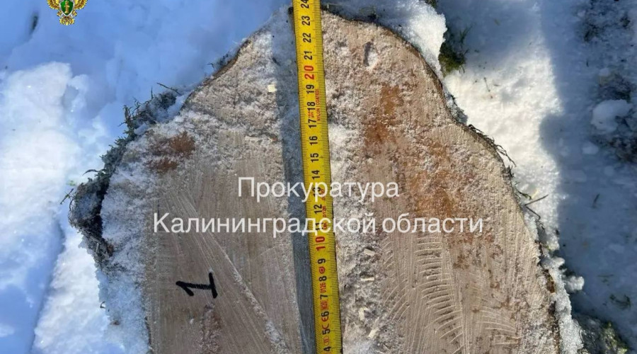 В Правдинске начнётся суд над обвиняемым в незаконной рубке дубов и грабов