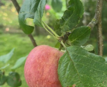Продам яблоки сладкие, свой урожай
