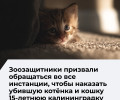 Зоозащитники просят писать жалобы на 15-летнюю калининградку, убившую кошку и котёнка