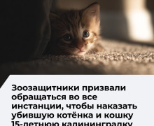 Зоозащитники просят писать жалобы на 15-летнюю калининградку, убившую кошку и котёнка