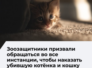 Зоозащитники просят писать жалобы на 15-летнюю калининградку, убившую кошку и котёнка